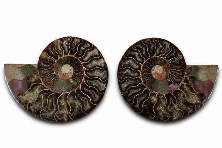 Cut & Polished, Agatized Ammonite Fossil - Madagascar #318100